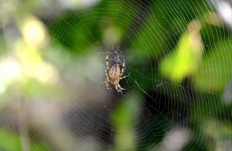 spider
                                      in web between two trees