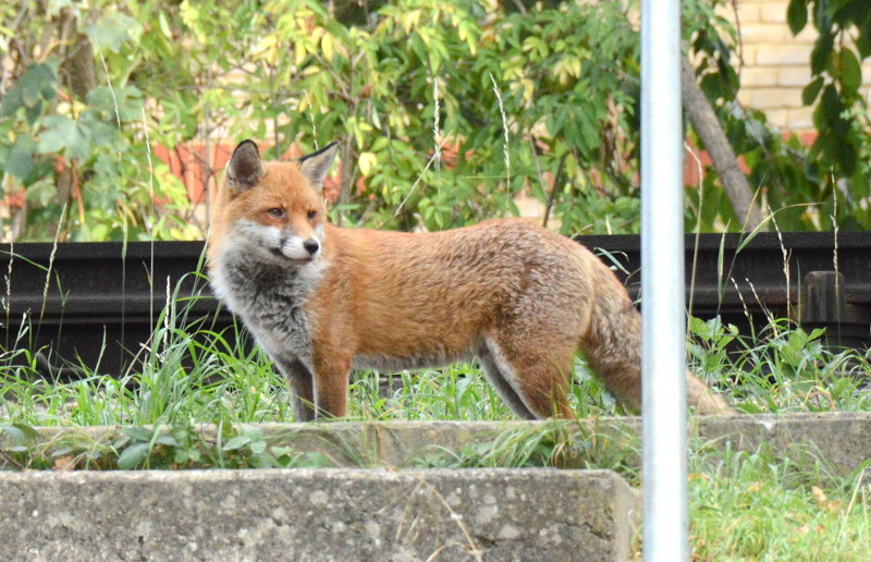 fox by
                                      railway line