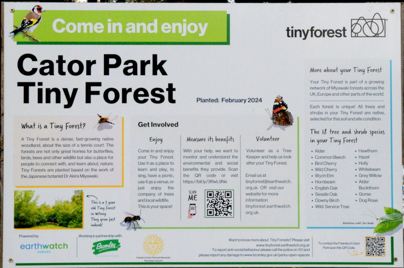 Tiny
                                      Forest in Cator Park