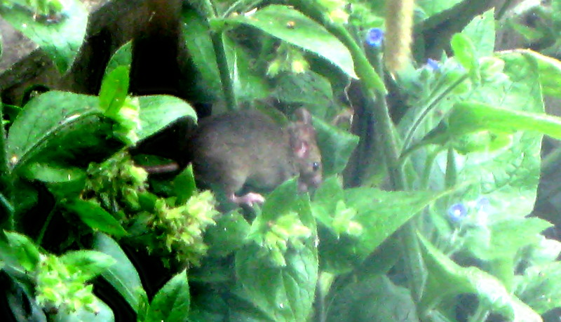 mouse on
                                      a small plant