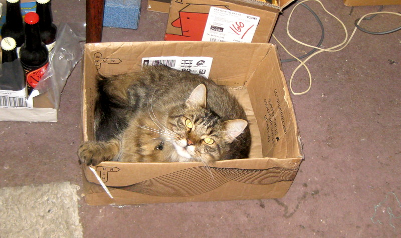 fluffy
                                      cat