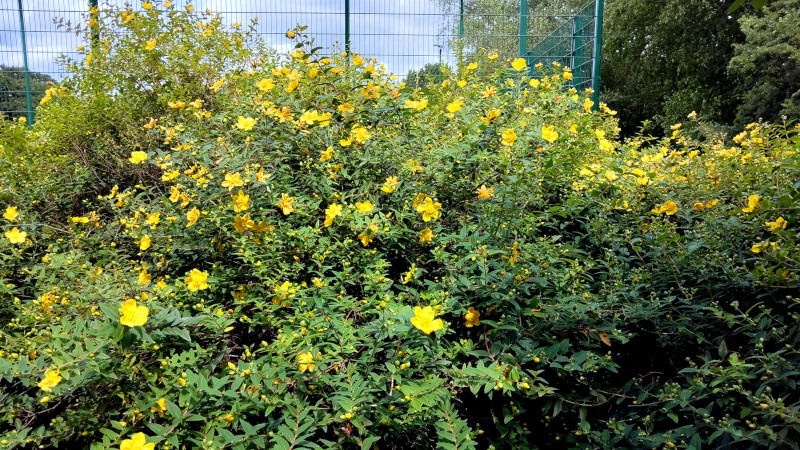 bush
                                          or shrub with bright yellow
                                          flowers