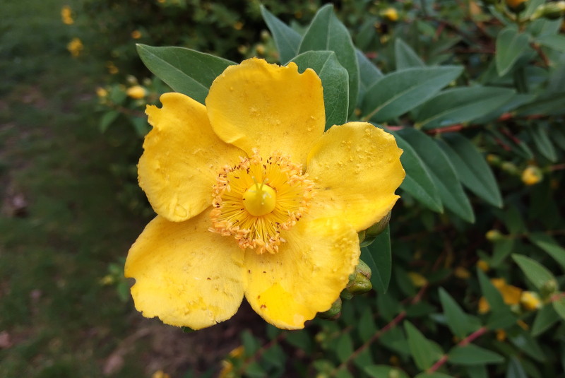 close up on yellow
                                          flower