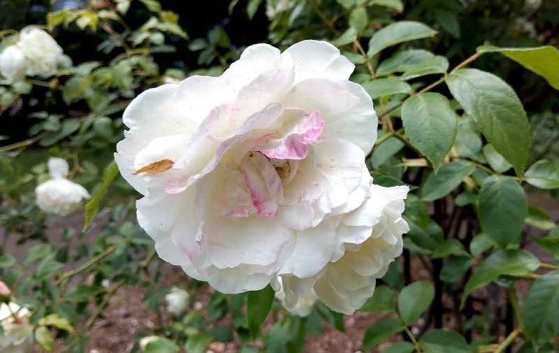 white rose