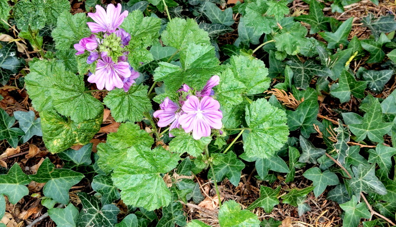 mauve flower