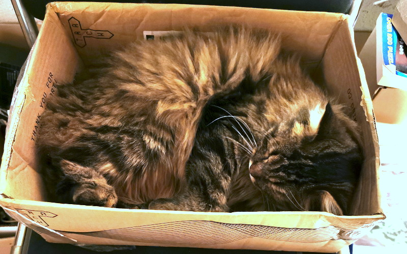 cat in a
                                      box