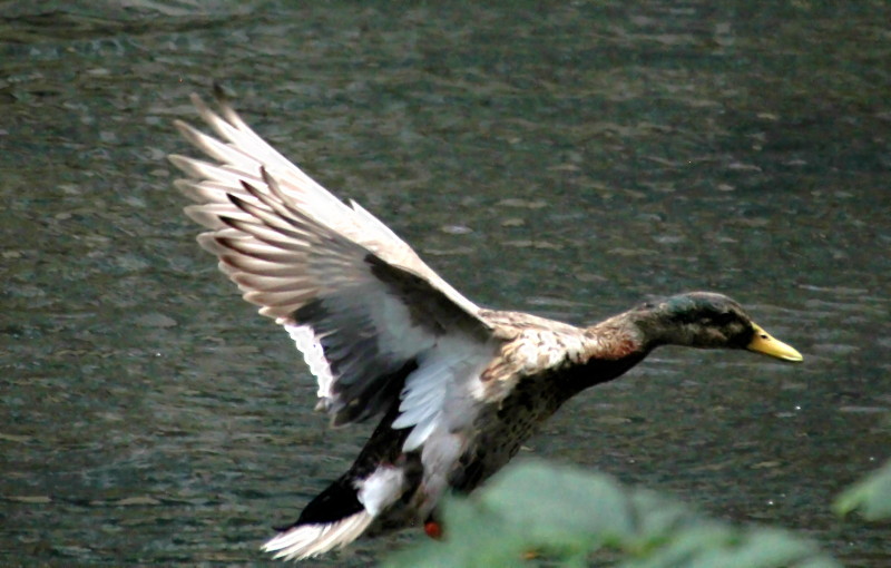 duck landing on the
                                            river