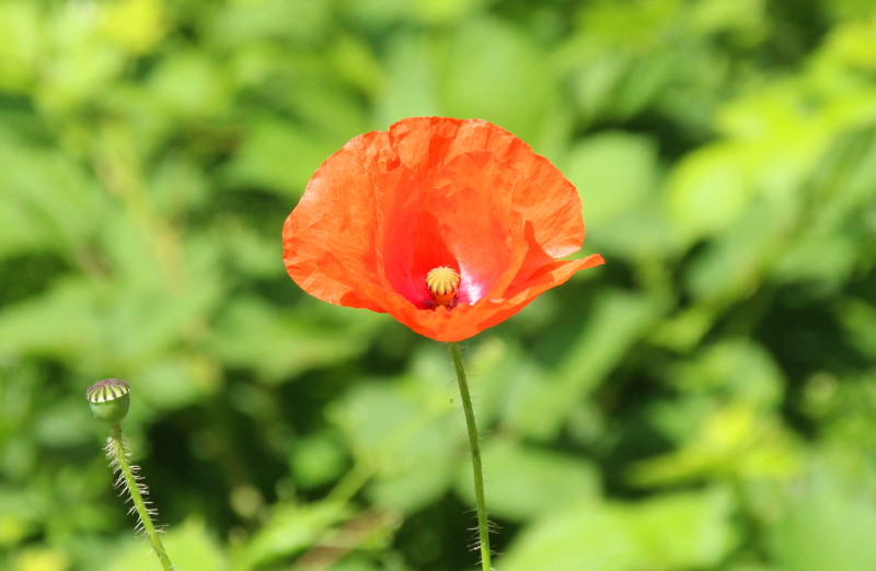 poppy