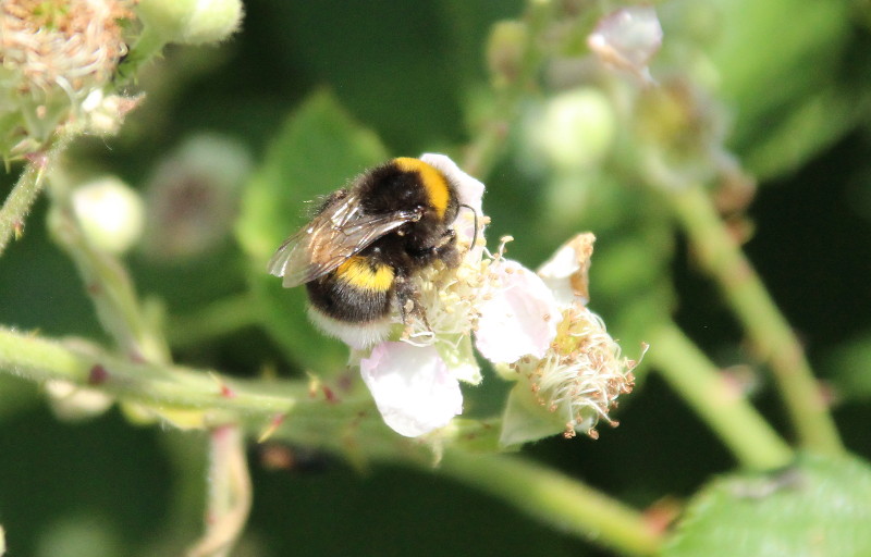 bee at work