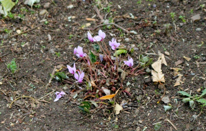 unknown
                                      purple flowering plant