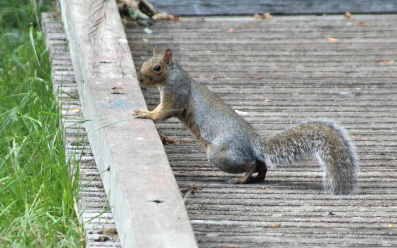 squirrel
                                      on decking by the river