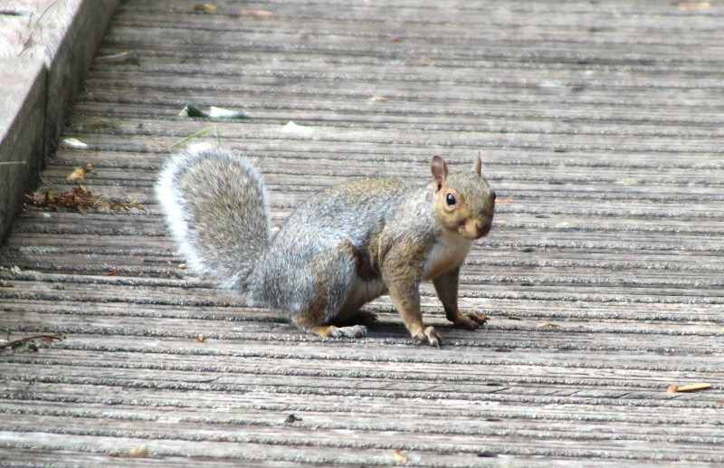 same
                                      squirrel