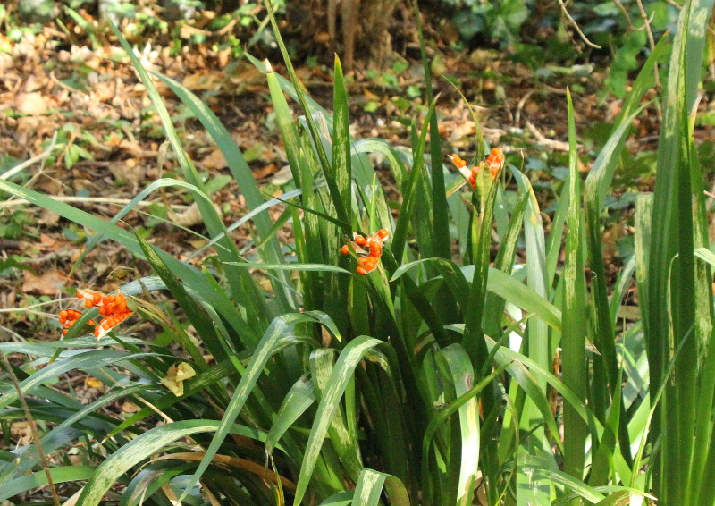 red peas
                                      in a pod