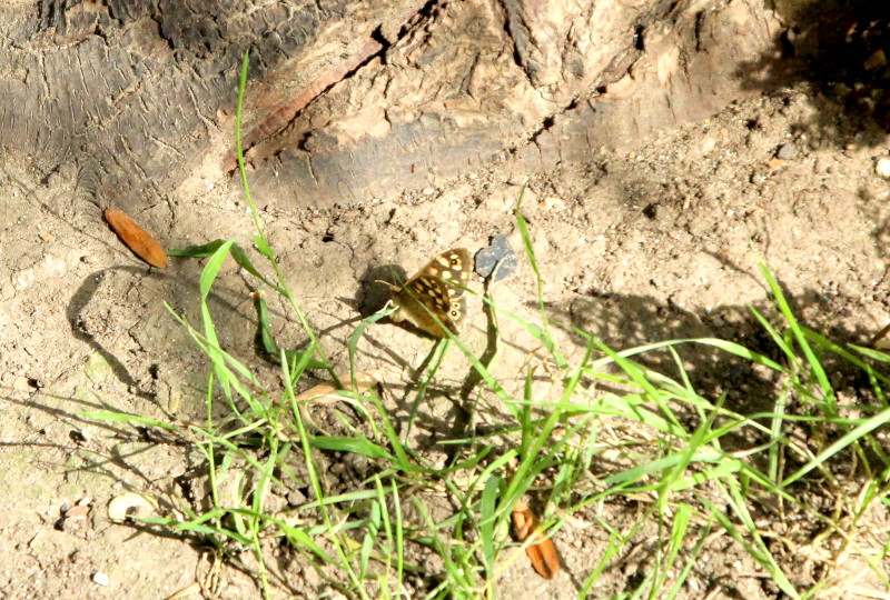 speckled wood butterfly