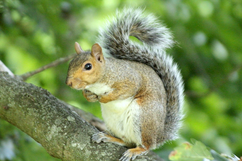 Another
                                      squirrel