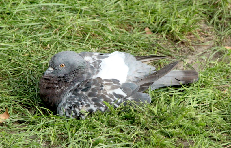 possibly
                                      dying pigeon