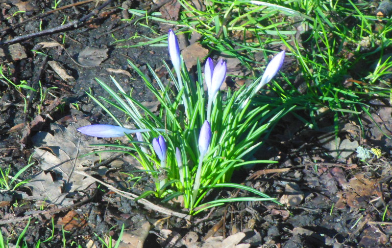 crocuses