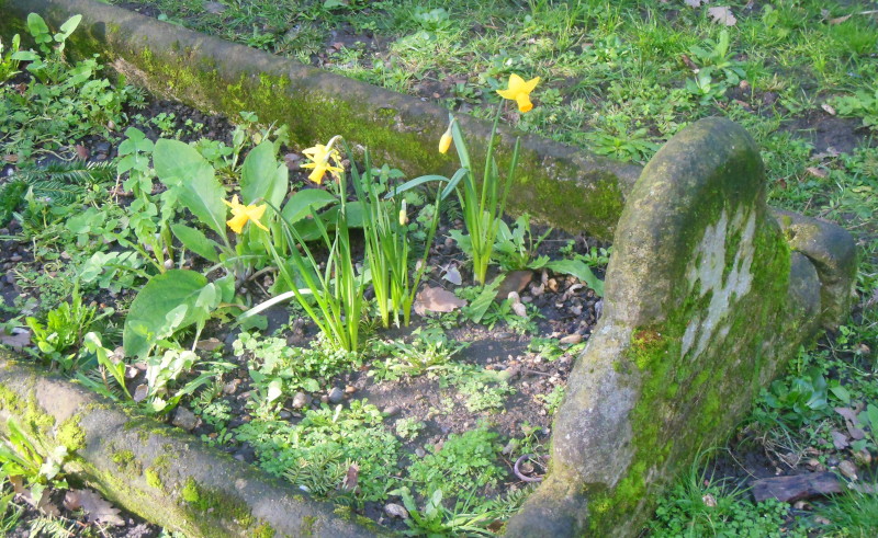 Narcissi
                                      growing on an old grave