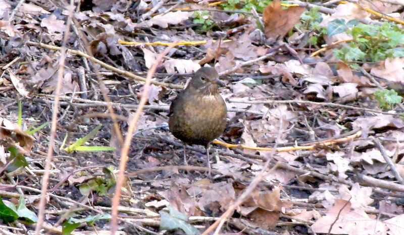 same
                                      blackbird hen from a different
                                      angle