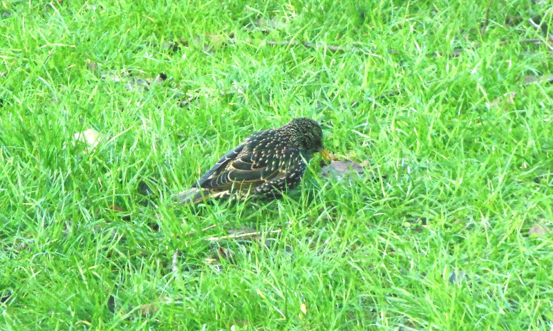 Starling