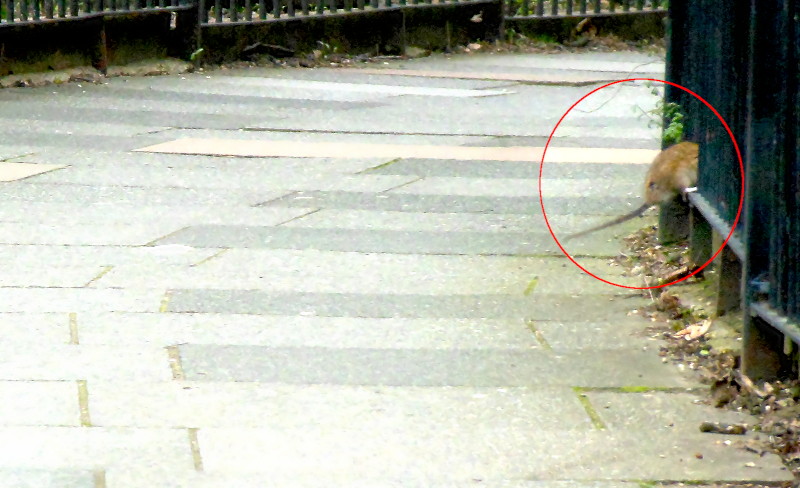 rat
                                          bottom