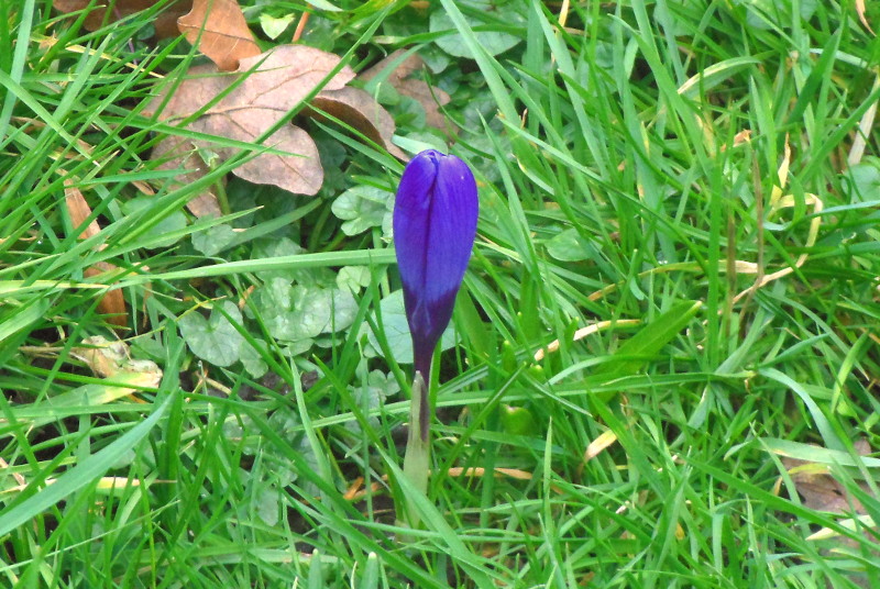 crocus