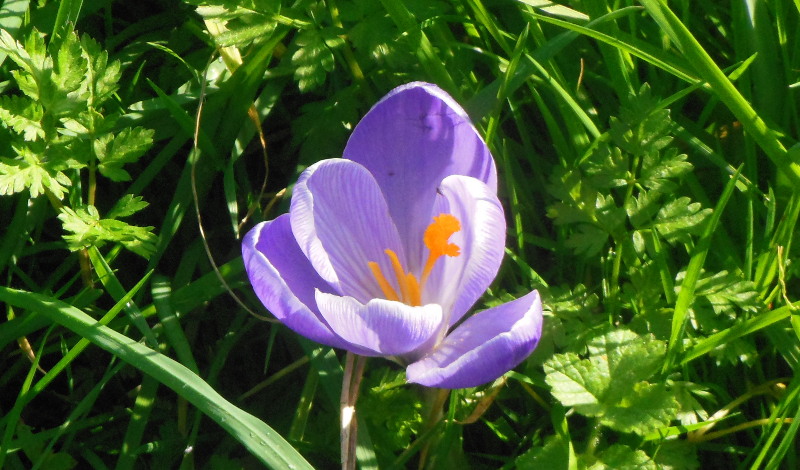 crocus