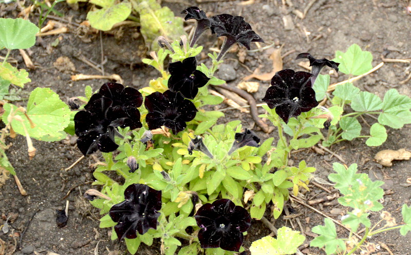 black flowers with dust
                                          on them