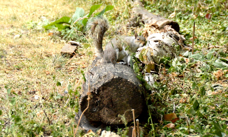 squirrel