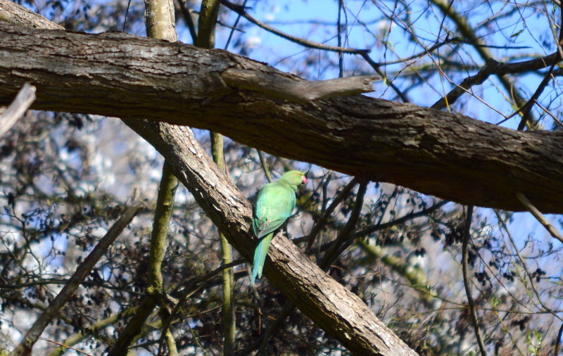 Ring
                                      Necked Parakeet