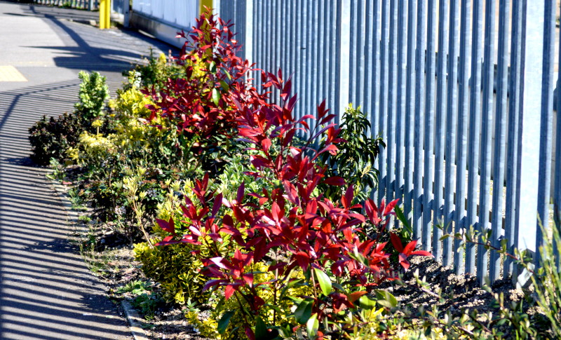 red
                                      leaved shrub