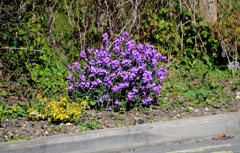 purple
                                      shrub