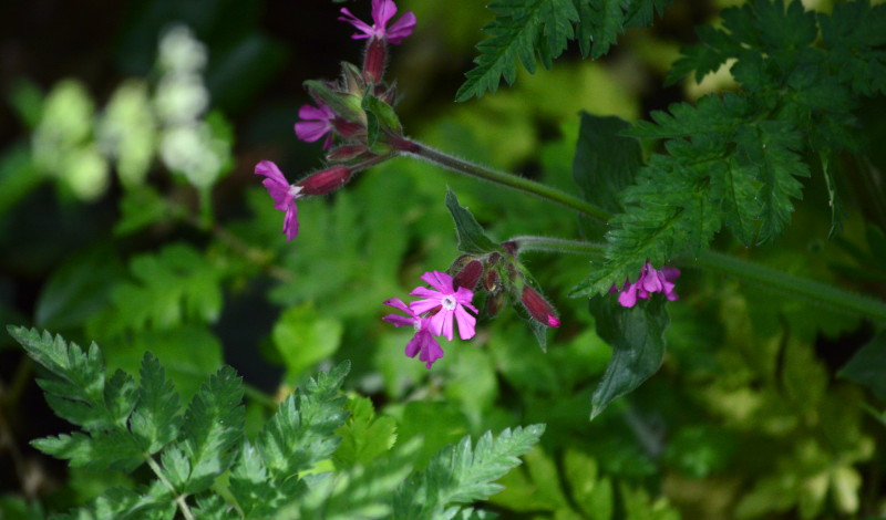 unknown flowers