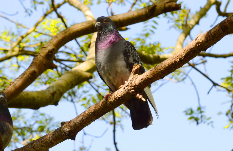 another pigeon