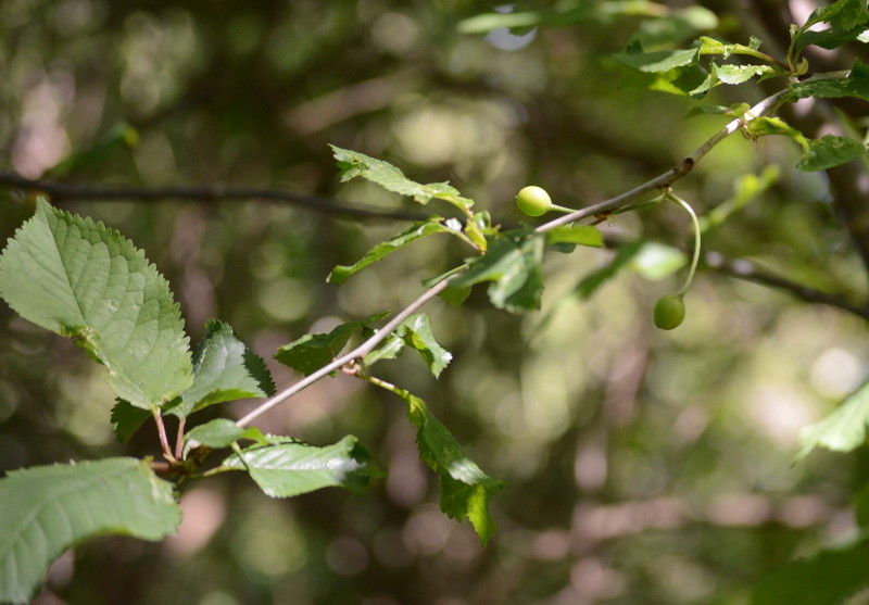 embryo beech nuts ?