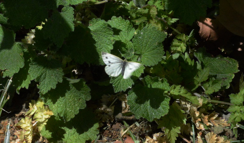 butterfly