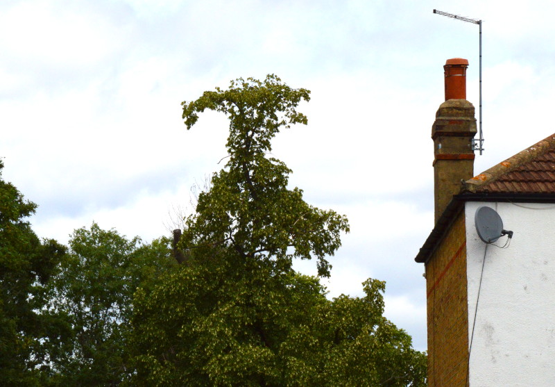 odd
                                          looking tree top