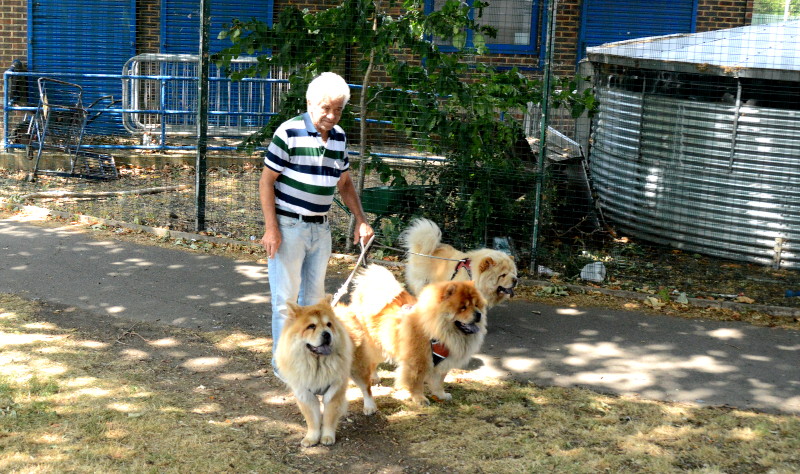 a
                                          man and his fluffy dogs