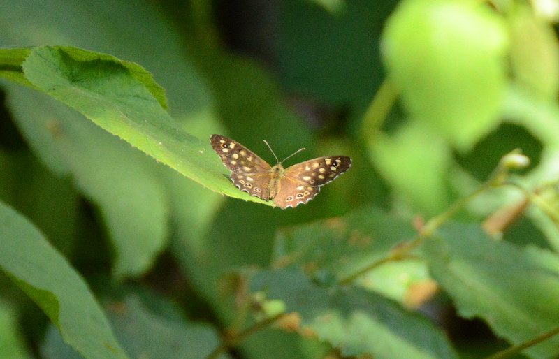 speckled wood