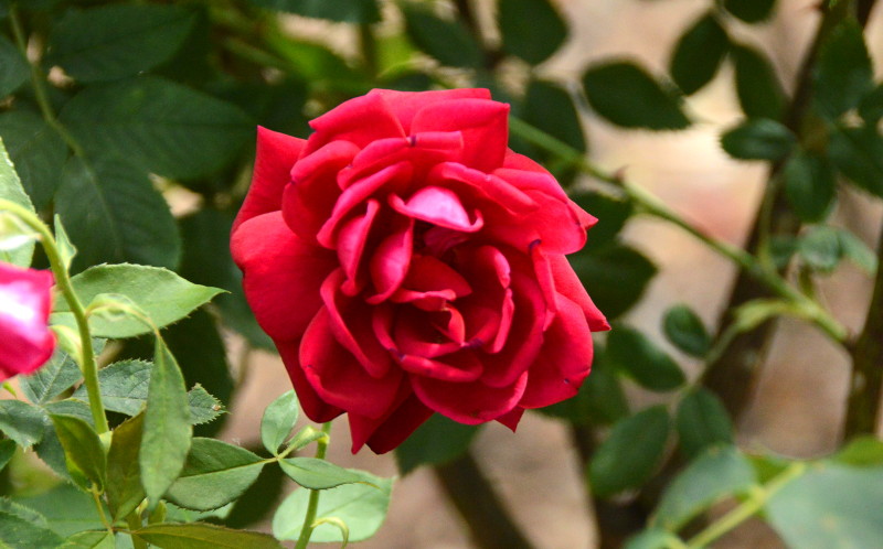 red
                                          rose