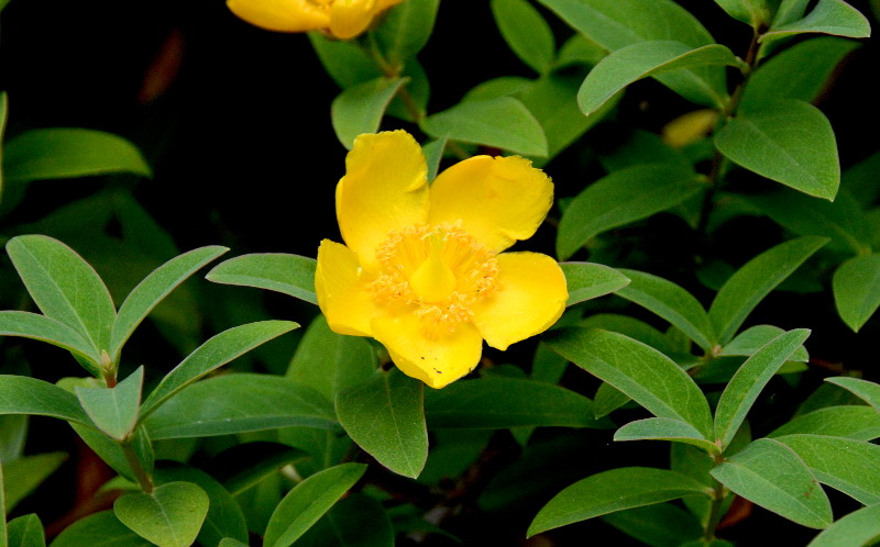 yellow flower
