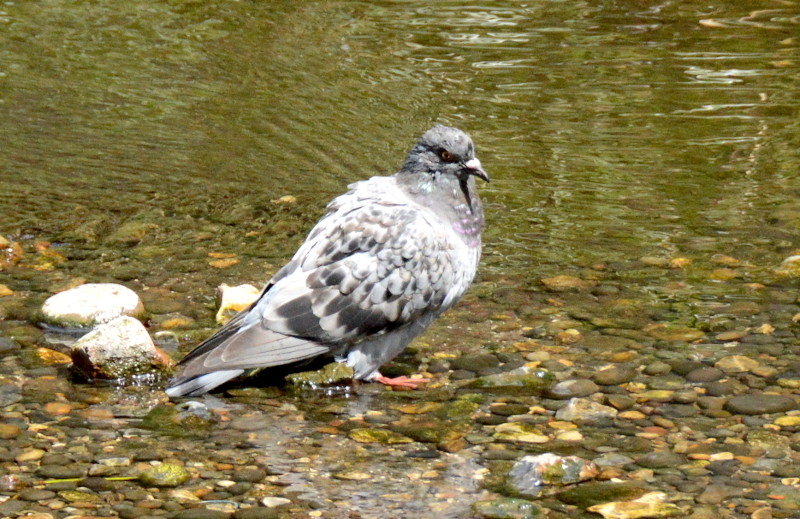 odd
                                          looking pigeon