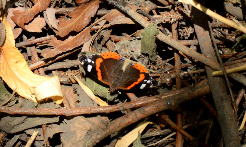 pretty butterfly
