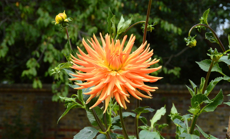 unknown, but interesting
                                          flower