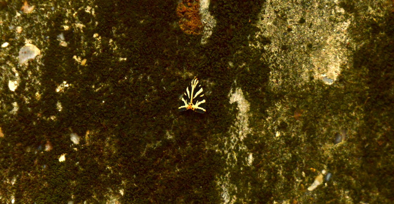 jersey tiger moth