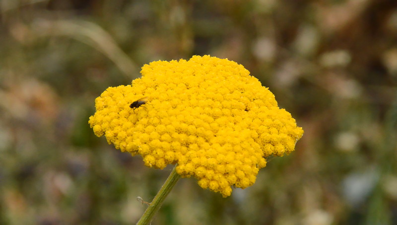 yellow flowerhead with
                                          fly