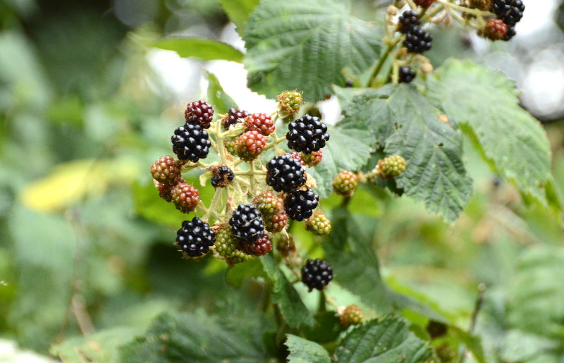 blackberries