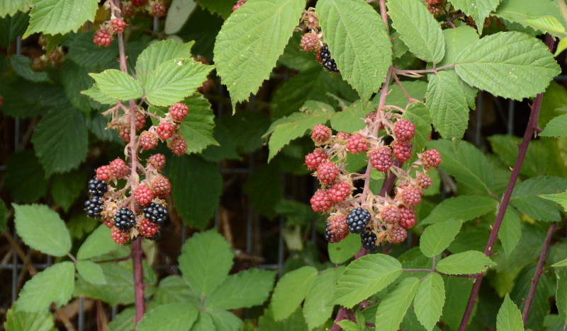 Blackberries by the side
                                          of the railway