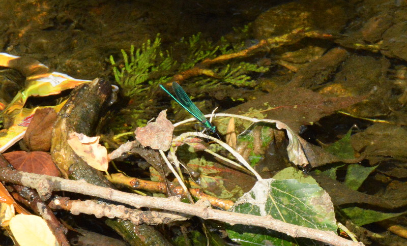 dragonfly