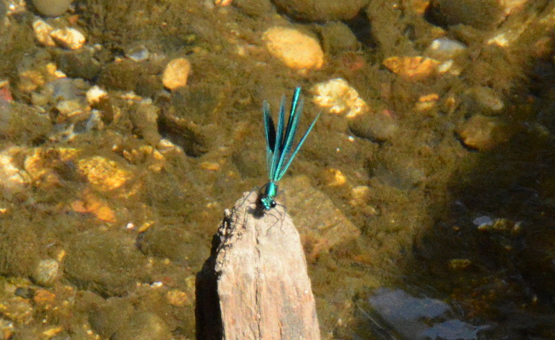dragonfly